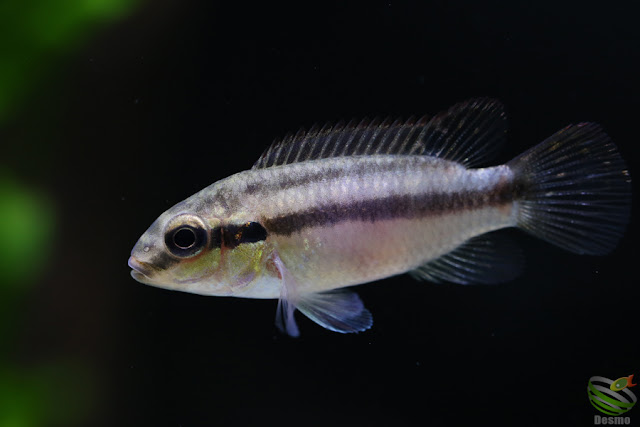 Pelvicachromis Subocellatus "moanda"