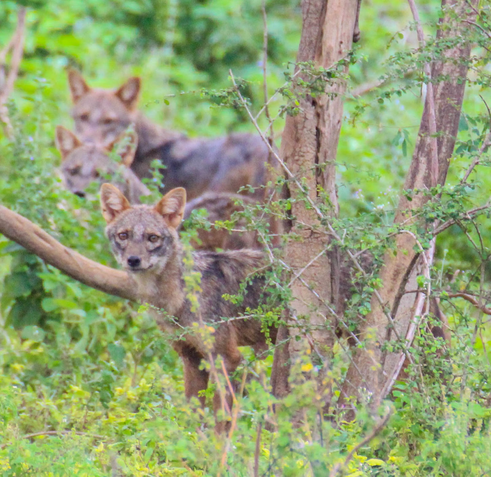 Cannundrums: Sri Lankan Jackal
