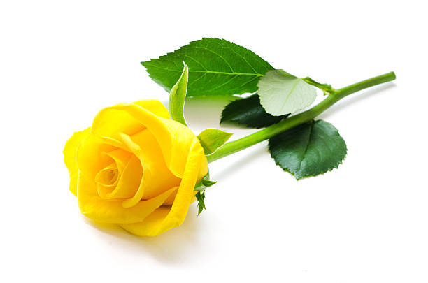 Hình ảnh đẹp hoa hồng vàng 2