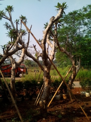 http://tukangtamankaryaalam.blogspot.com/2016/02/pohon-kamboja-fosil-jual-pohon-kamboja.html http://tukangtamankaryaalam.blogspot.com/2016/02/pohon-kamboja-fosil-jual-pohon-kamboja.html