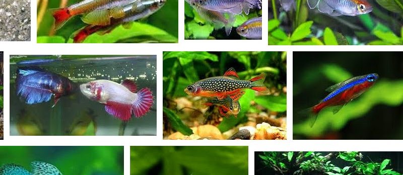Jenis Ikan Aquascape yang Kuat dan Tahan Lama
