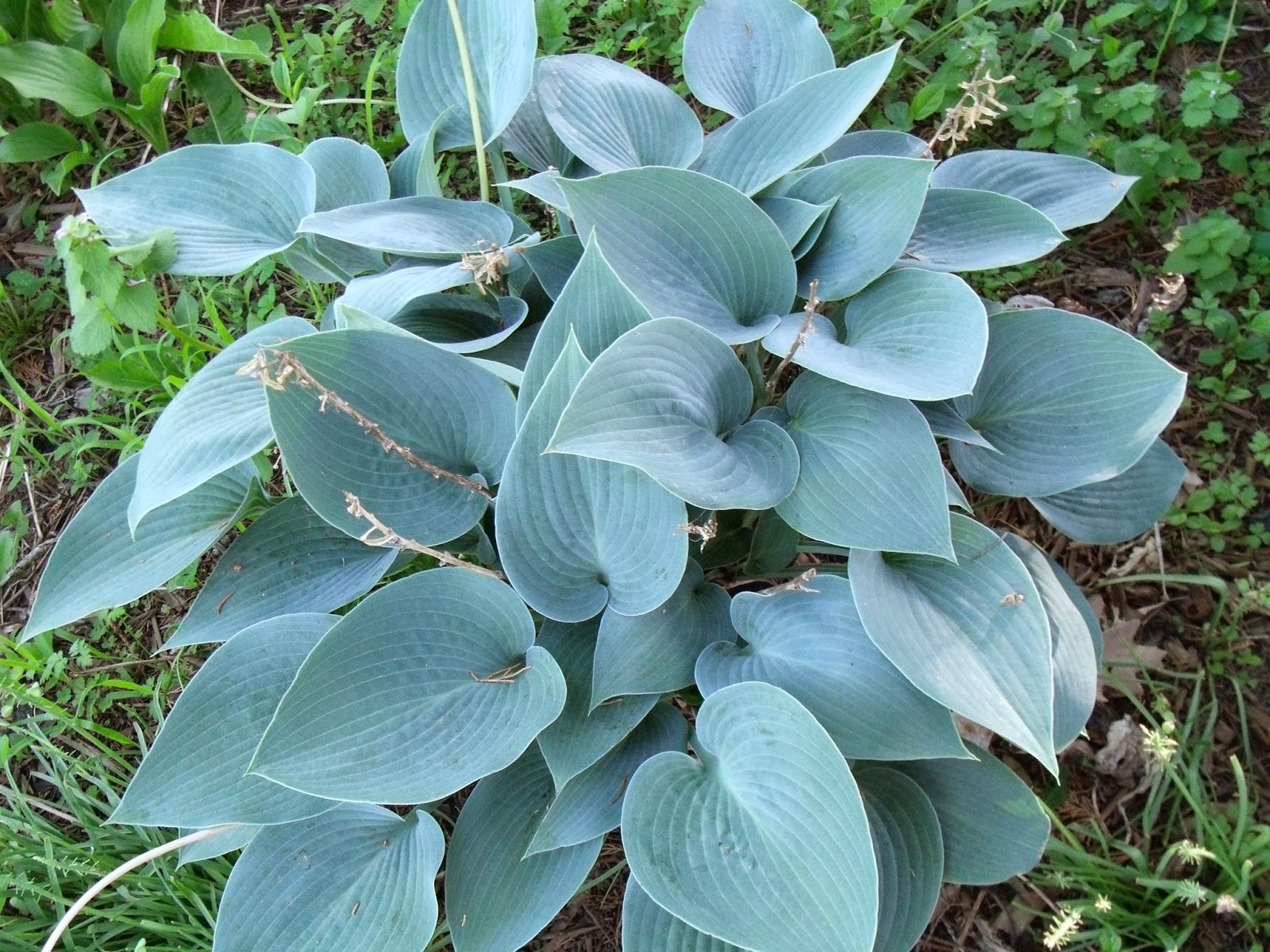 Gear Acres at Top of the Hill Ordering hostas online