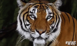 10 Dp Bbm Harimau  Bergerak Gambar Animasi  GIF  SWF DP 