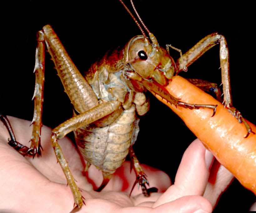 Giant Weta