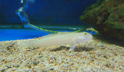 VALENCIANNEA SEXGUTTATA VALENCIANNEA SEXGUTTATA