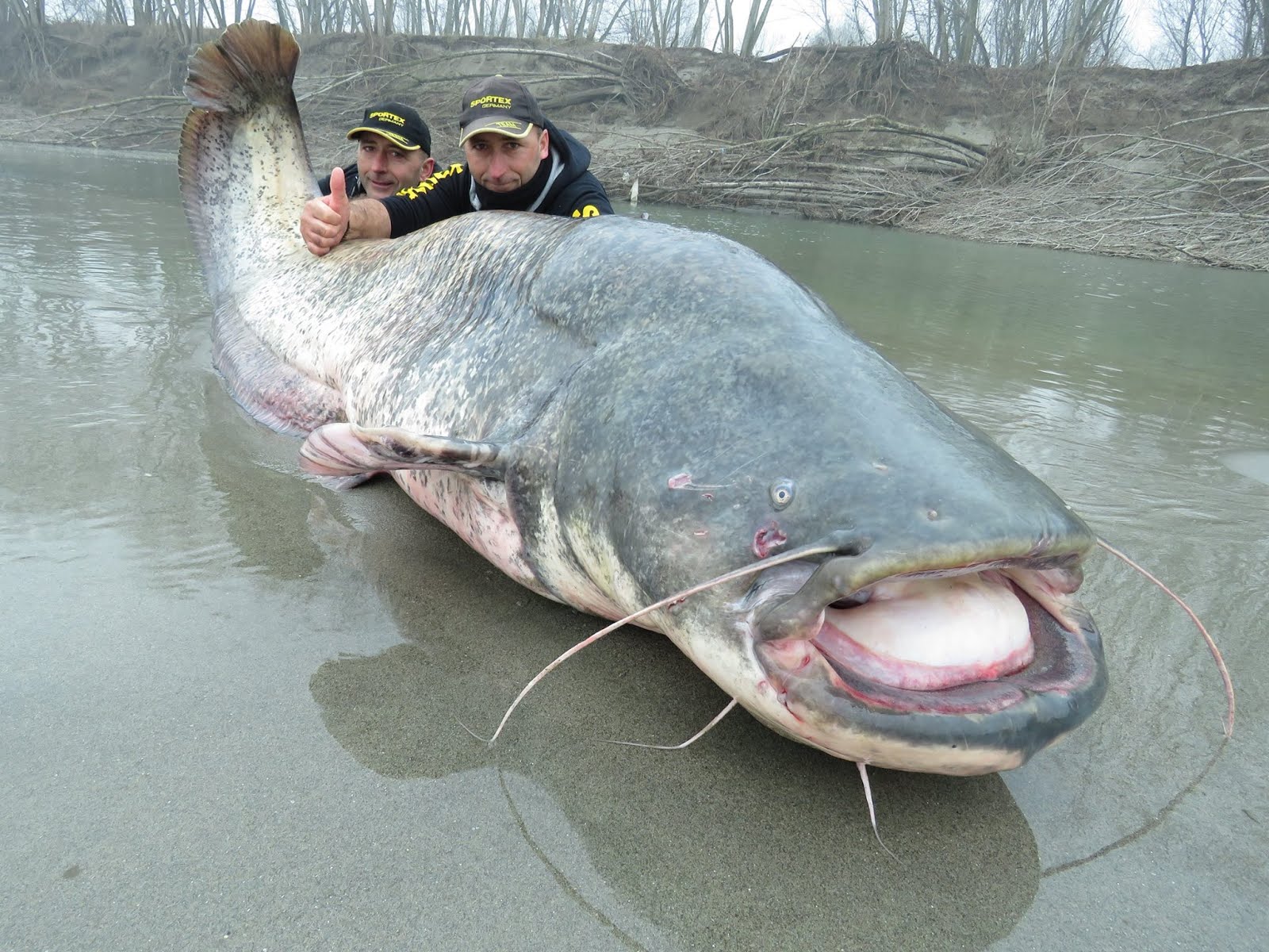 How Big Can A Catfish Get
