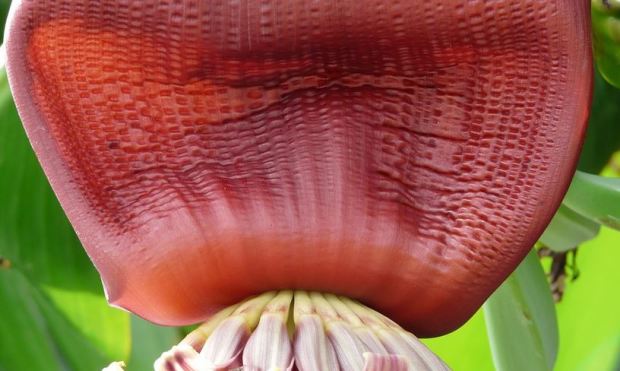 jantung pisang muda dan manfaatnya jantung pisang muda dan manfaatnya