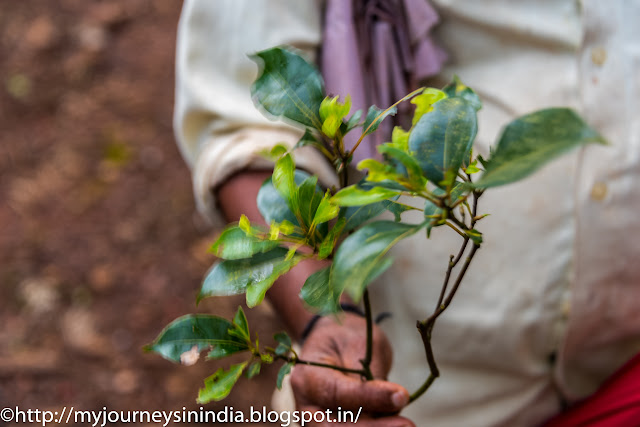 Camphor Tree Leaves