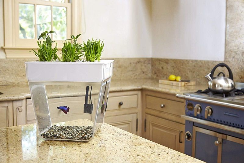 Fish Bowl with Plant on Top Image Fish Bowl with Plant on Top Image