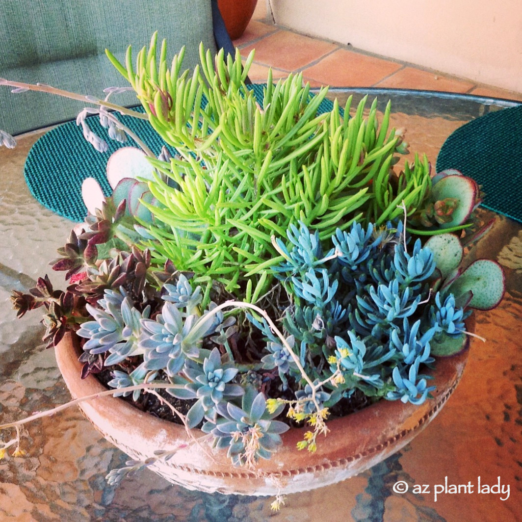 How to Fertilize Cactus and Succulents in Containers Ramblings from a