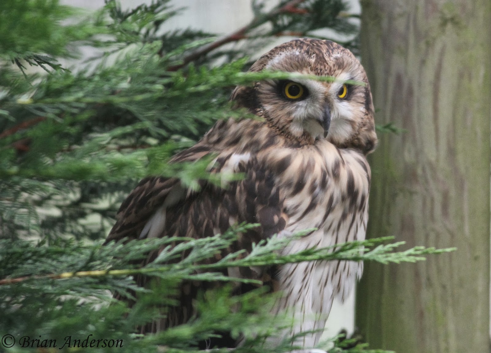 Brian's birding blog British Wildlife Centre " Owls of Britain