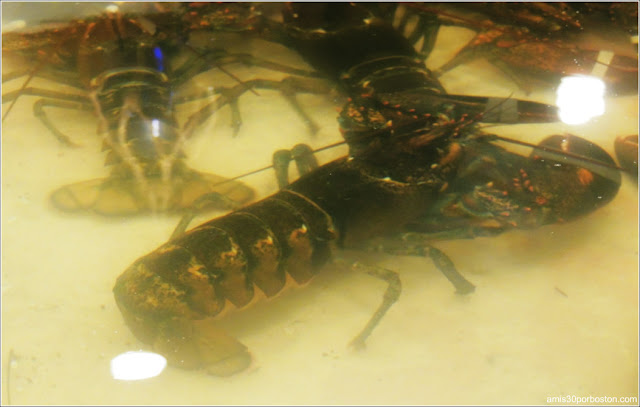 Peceras de Langostas en Brown's Lobster Pound, New Hampshire