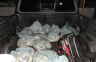 Aseguran 100 kilos de Caracol Rosado: Policía detiene en Chetumal a 4 traficantes 