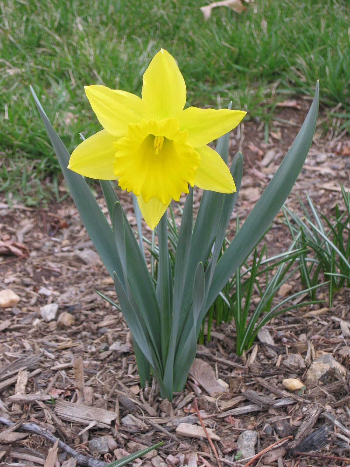 Have Ewe Any Wool? Spring Daffodils