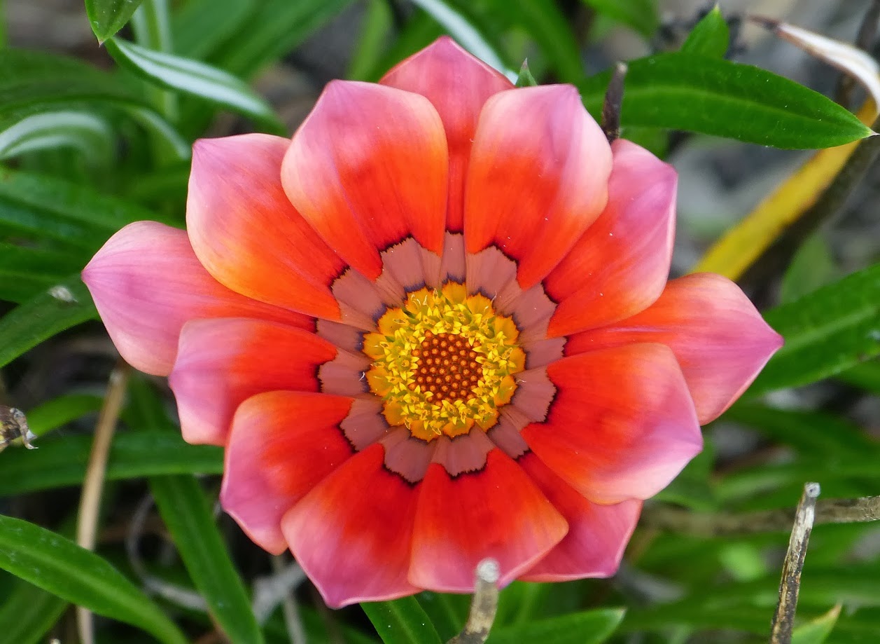 Blok888: Top 10 Most Beautiful Flowers in the world 2