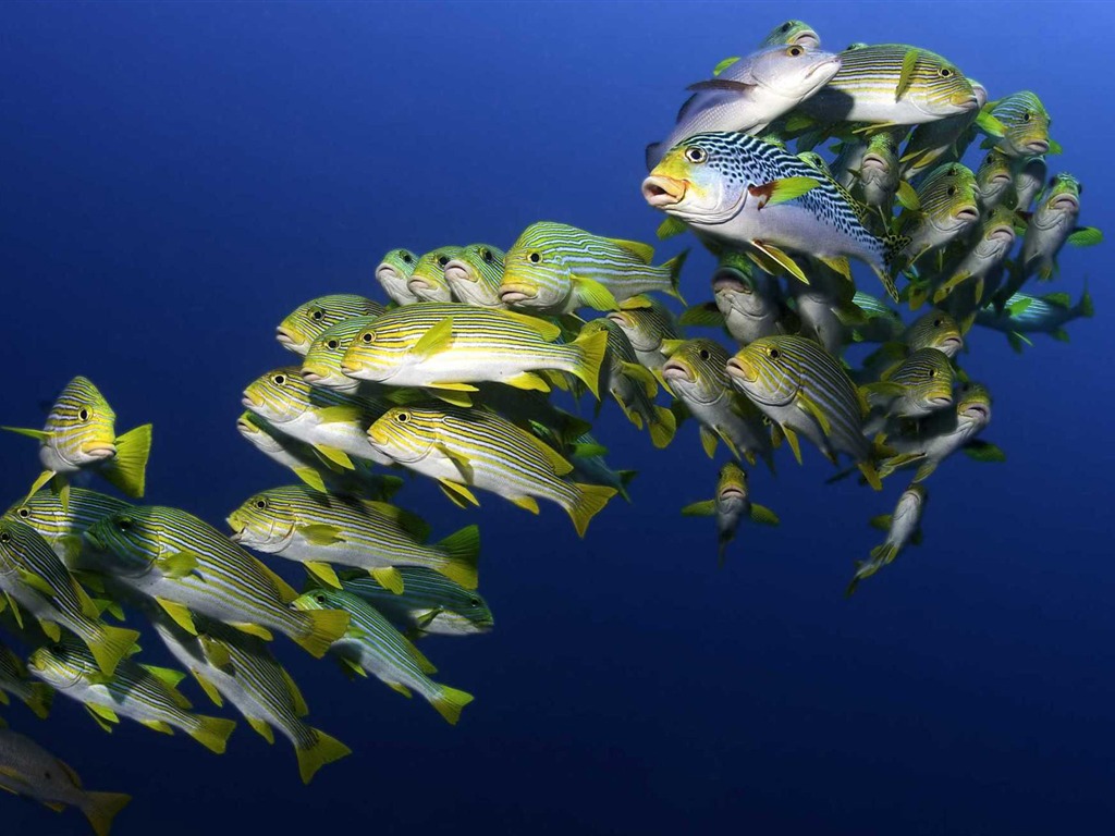 Under The Sea Wallpaper | Maceme Wallpaper