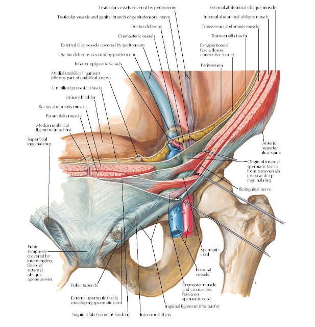 Inguinal Canal and Spermatic Cord Anatomy
