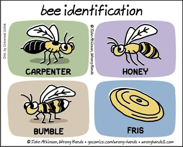 BEE IDENTIFICATION.