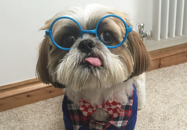 8 hábitos comuns do shih tzu que você precisa entender