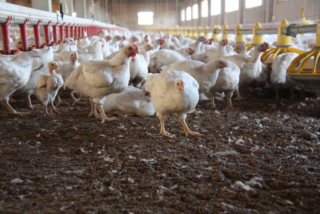 Having CCTV in Slaughterhouses Won't Prevent Animal Cruelty