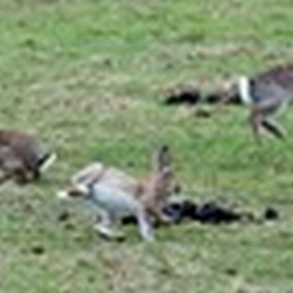 Funny Cool Pictures: Hippity Hoppity Rabbits