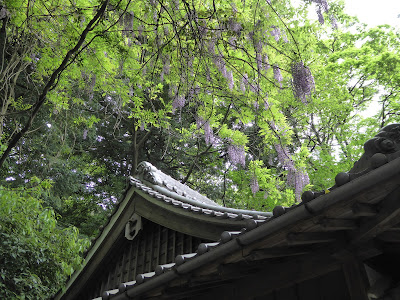 枚岡神社 参集所の近くに咲いていた藤の花