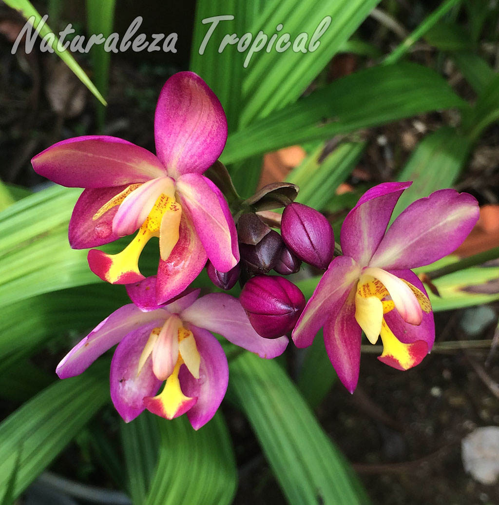 naturaleza tropical galería de flores de orquídeas del género