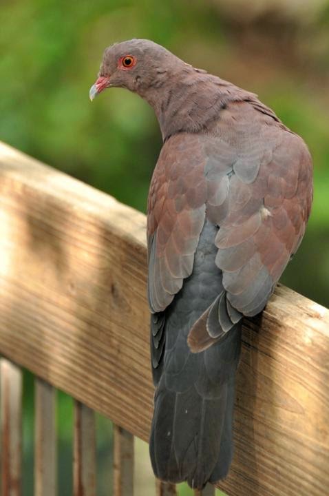 Peruvian pigeon