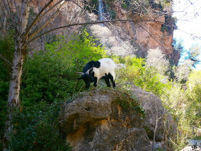 Cabras en la Serra d'Espadà. Autor: Miguel Alejandro Castillo Moya