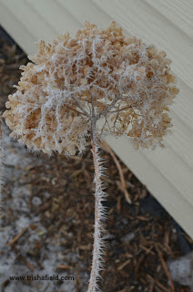 Snowball Bush photo by Trisha Field