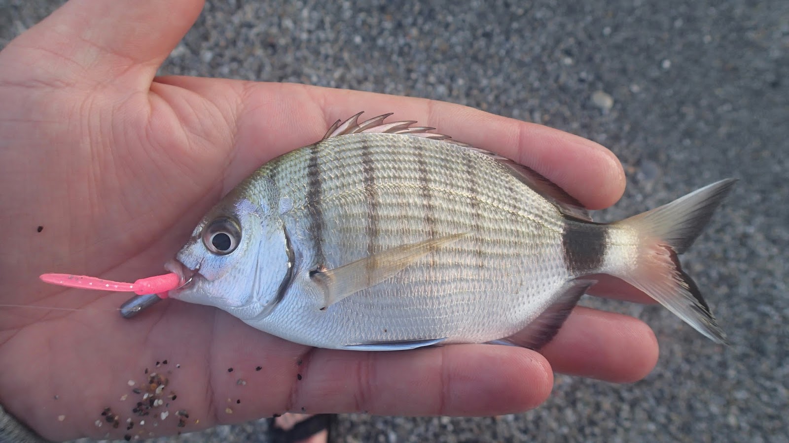 Lure and Light Game Rockfish Türkiye!
