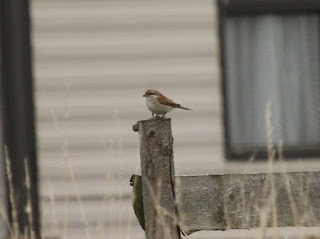 Red-backed Shrike by Findlay Wilde Red-backed Shrike by Findlay Wilde