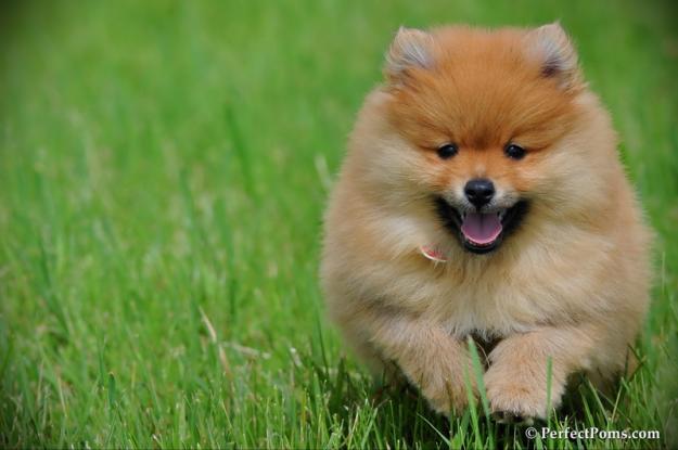 Cute Puppy Dogs: Pomeranian Puppies