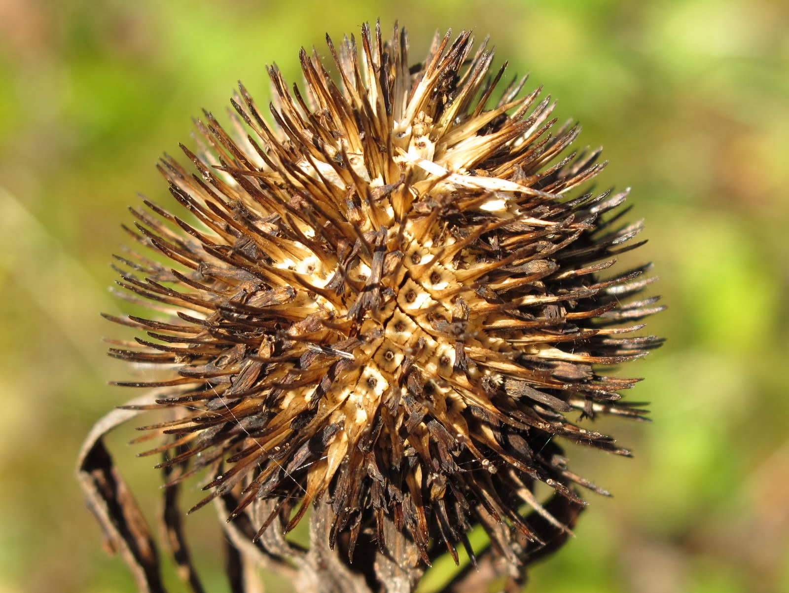 Blue Jay Barrens Collecting Purple Coneflower Seed