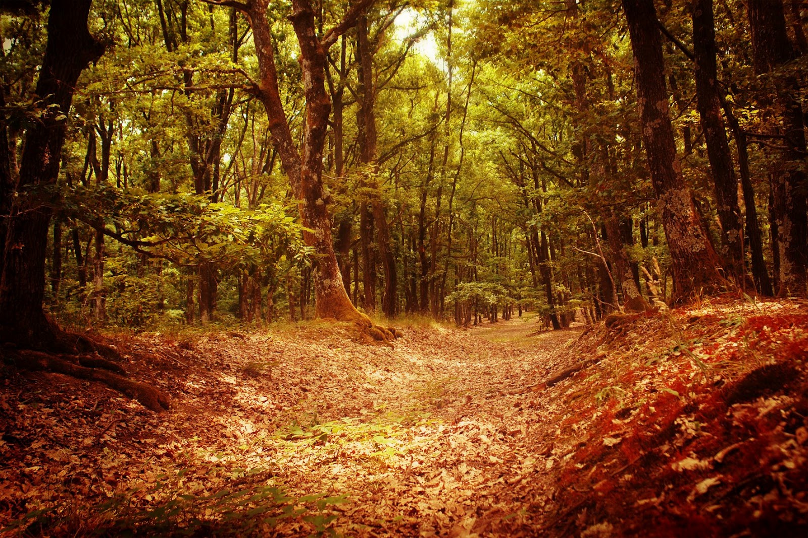 Pastila cu informaţie Concurs Foto cu premii