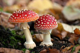 ciri-ciri tumbuhan fungi