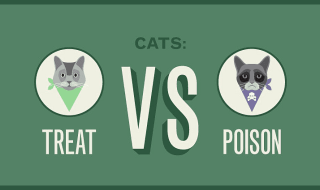 Image: Cat Treats Vs Poison – A Pet Health