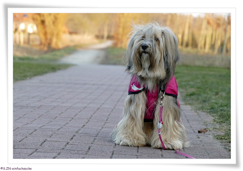 hund ballen löst sich