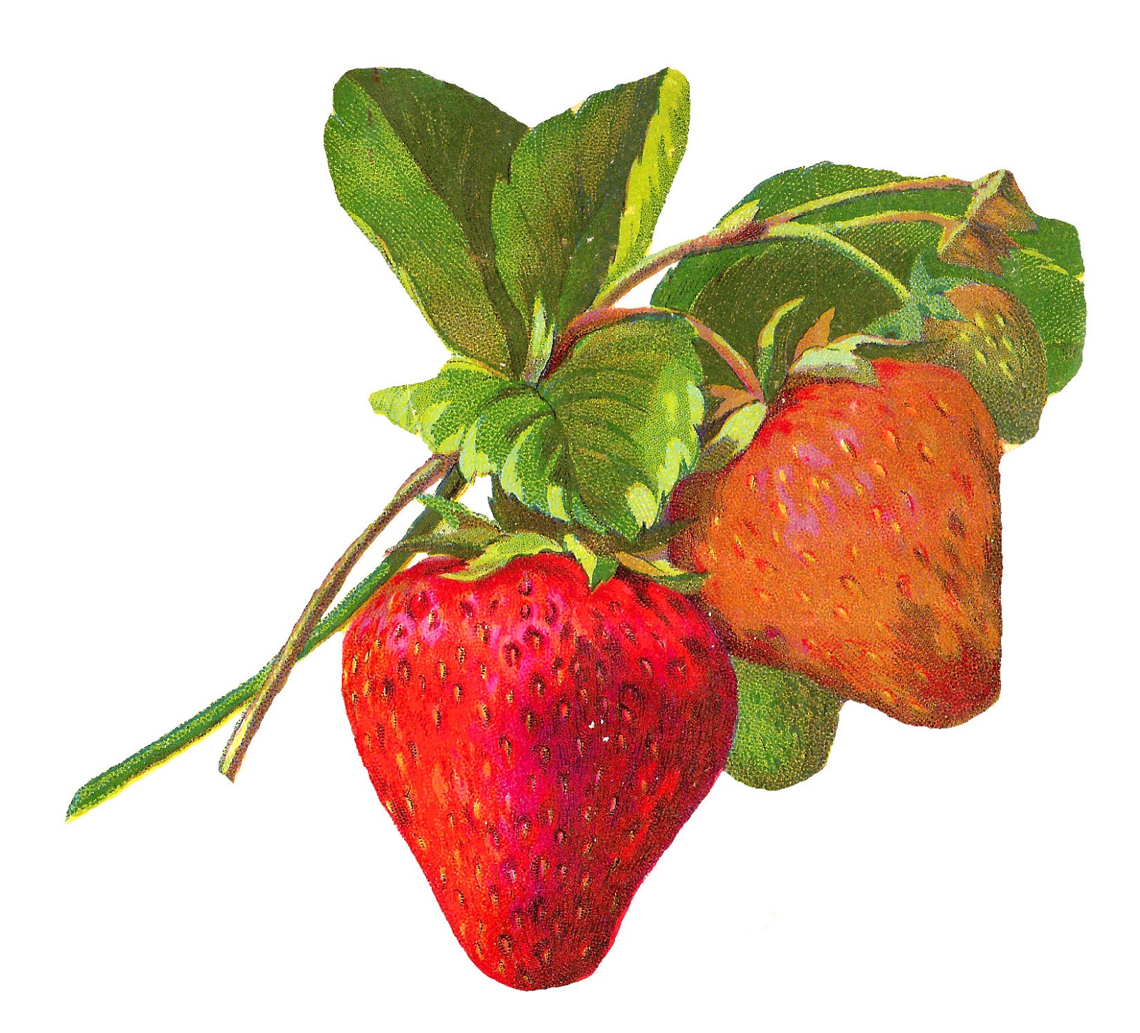 Digital Stamp Design Botanical Digital Stamp Strawberry Christmas