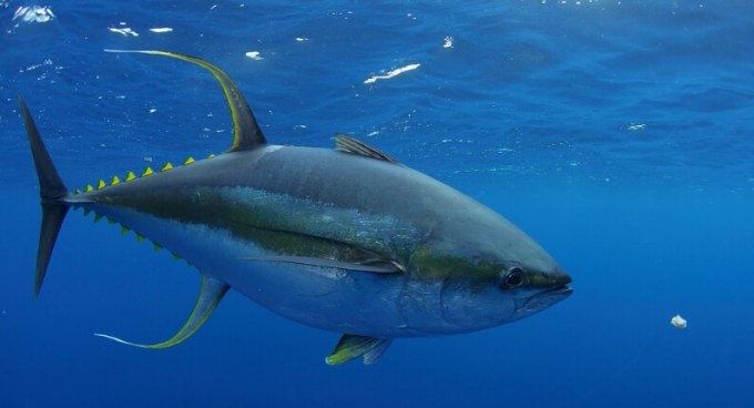Ikan Tuna