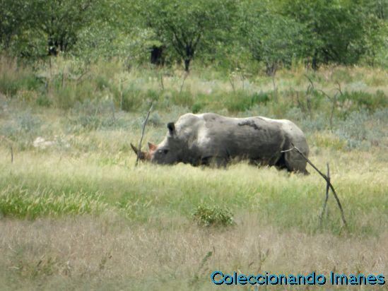 Rinoceronte en Etosha