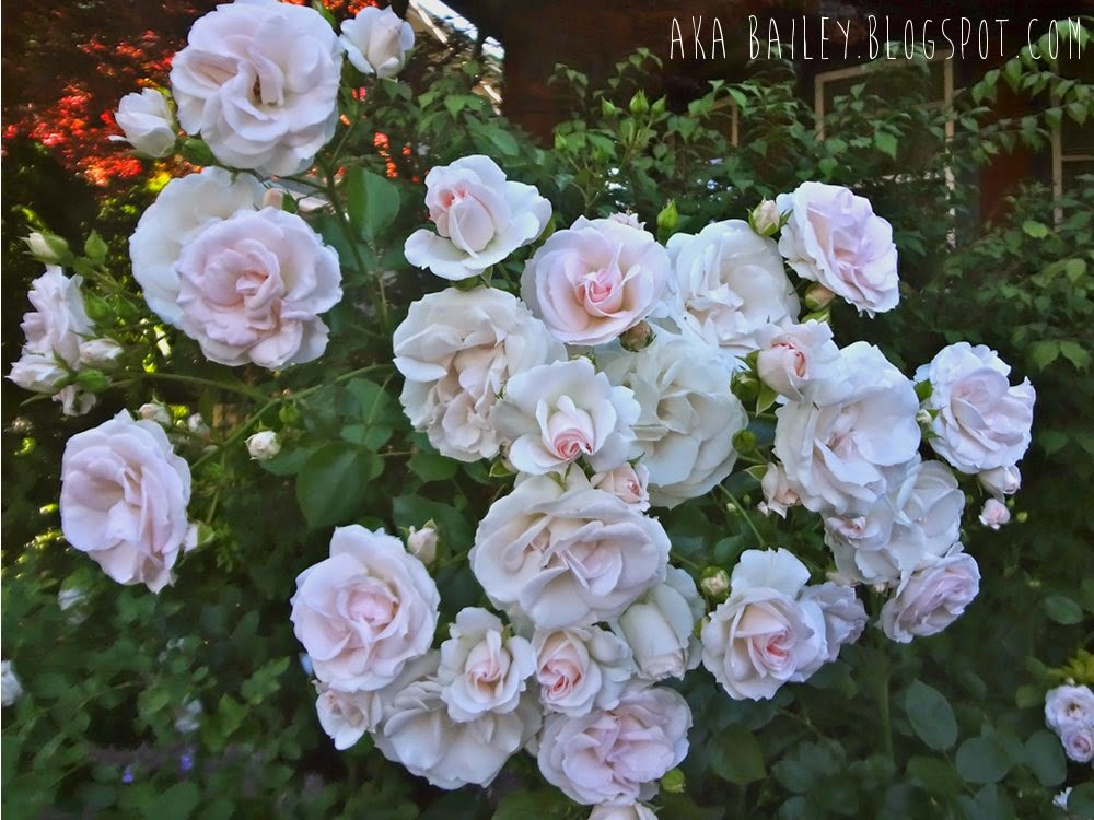Beautiful white roses growing in Vancouver