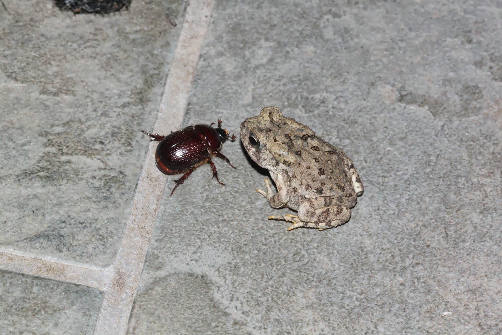 Sweating the Small Stuff: Frogs, toads, spiders, bugs, and a Spiny Oak-slug