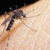 Llaman a no bajar la guardia contra zika, dengue y chikungunya