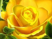 Yellow Rose and Grean Leaves Wallpaper (yellow rose and grean leaves desktop hd wallpaper)