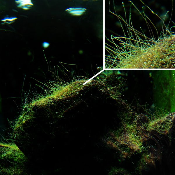 Aquarium Algae Control; Brown Diatom, Hair, Marine, BBA, Green Spot & Water