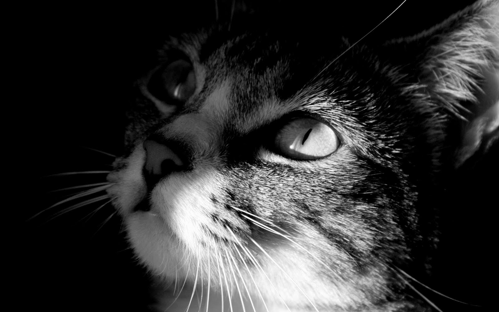 Best Wallpapers Collection Best black and white II