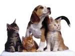 Son los gatos cada vez más popular que los perros Las tendencias que favorecen el aumento de las tasas de propiedad del gato sobre la de los perros