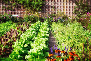 Important Requisites Of The Home Vegetable Garden Important Requisites Of The Home Vegetable Garden