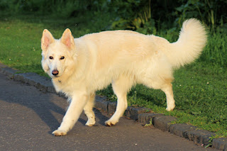 White Long Haired German Shepherd | Dog German Shepherds